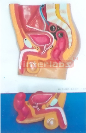 HUMAN ADVANCED MALE HEALTH ABDOMINAL CAVITY MODEL PLAT TYPE HANGING